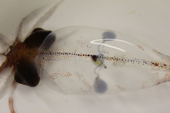 6 loài động vật sở hữu trái tim "kì quặc" nhất quả đất