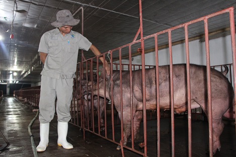 Hệ số di truyền một số tính trạng trên lợn - Chăn nuôi Việt Nam