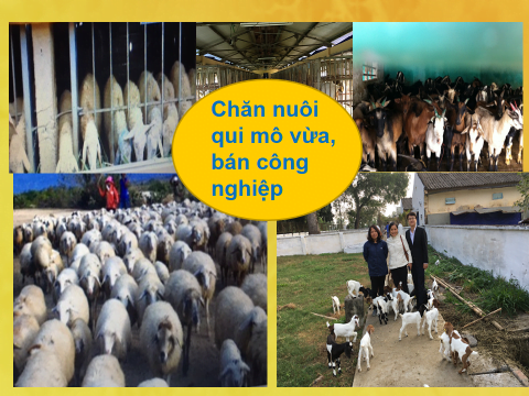 Những suy nghĩ về phát triển chăn nuôi Dê, Cừu ở Việt Nam