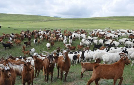 Những suy nghĩ về phát triển chăn nuôi Dê, Cừu ở Việt Nam