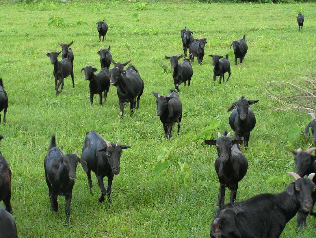 Những suy nghĩ về phát triển chăn nuôi Dê, Cừu ở Việt Nam
