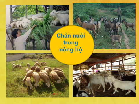 Những suy nghĩ về phát triển chăn nuôi Dê, Cừu ở Việt Nam