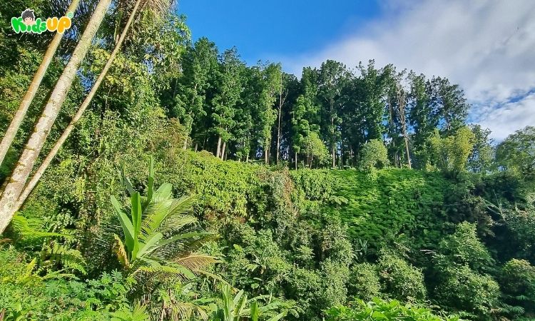 Hình ảnh minh họa khu vực có đới khí hậu nóng