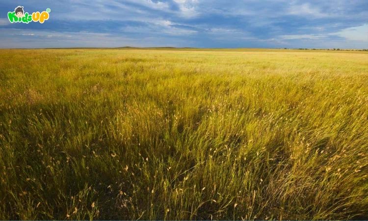 Hình ảnh minh họa khu vực có đới khí hậu ôn hòa