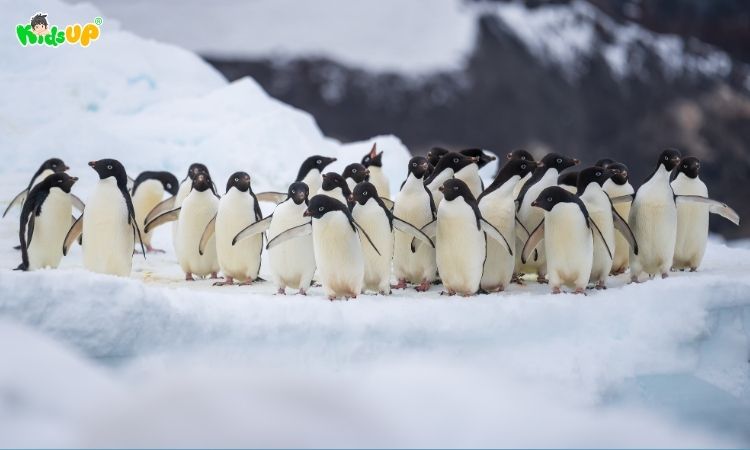 Hình ảnh minh họa khu vực có đới khí hậu lạnh