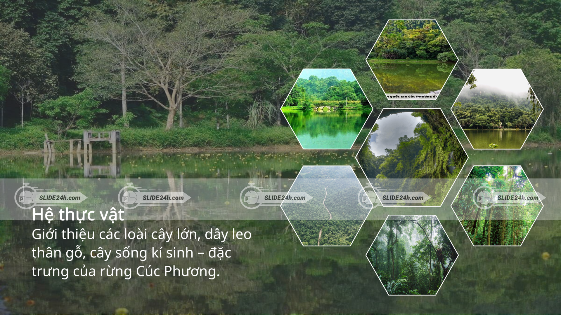 hệ thực vật ở Cúc Phương