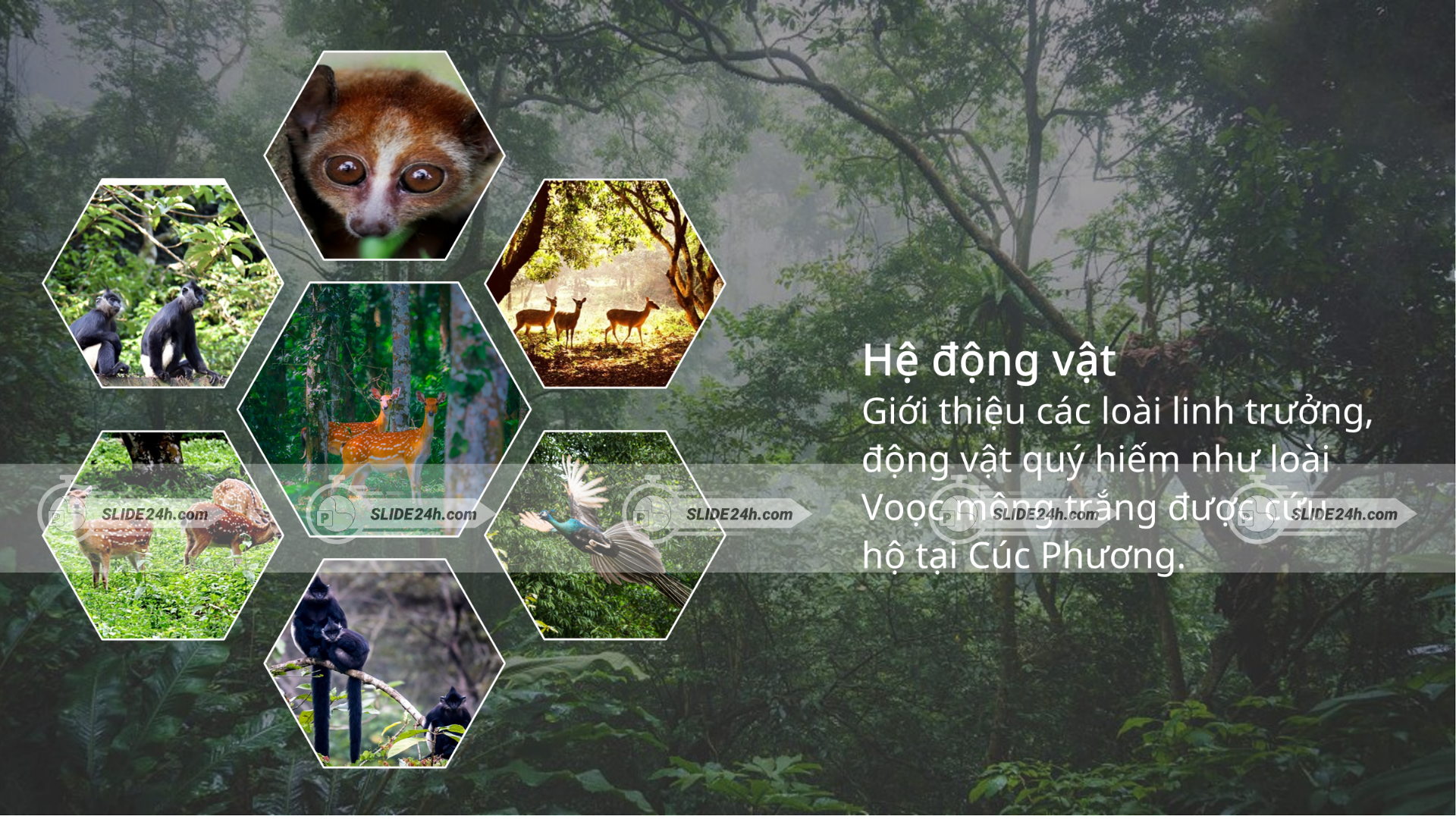 hệ động vật tại Cúc Phương