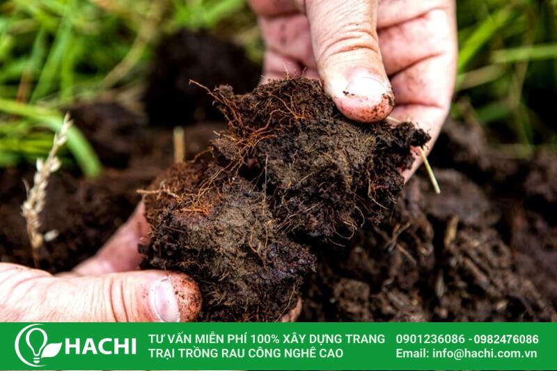 Than bùn có khả năng giữ ẩm tốt, thoát nước nhanh chóng