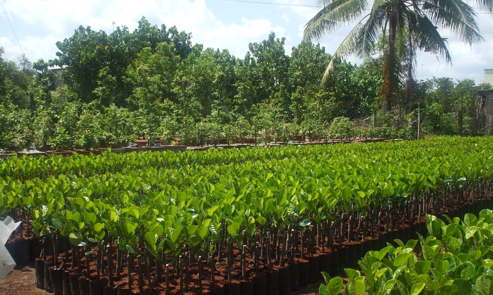 Giống cây trồng là gì?