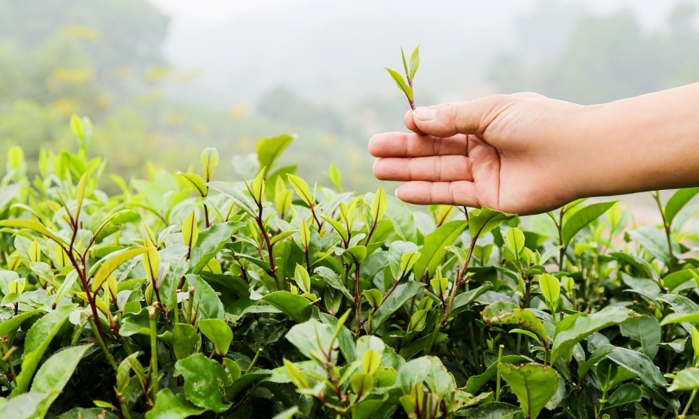 Vai trò của giống cây trồng trong thực tế