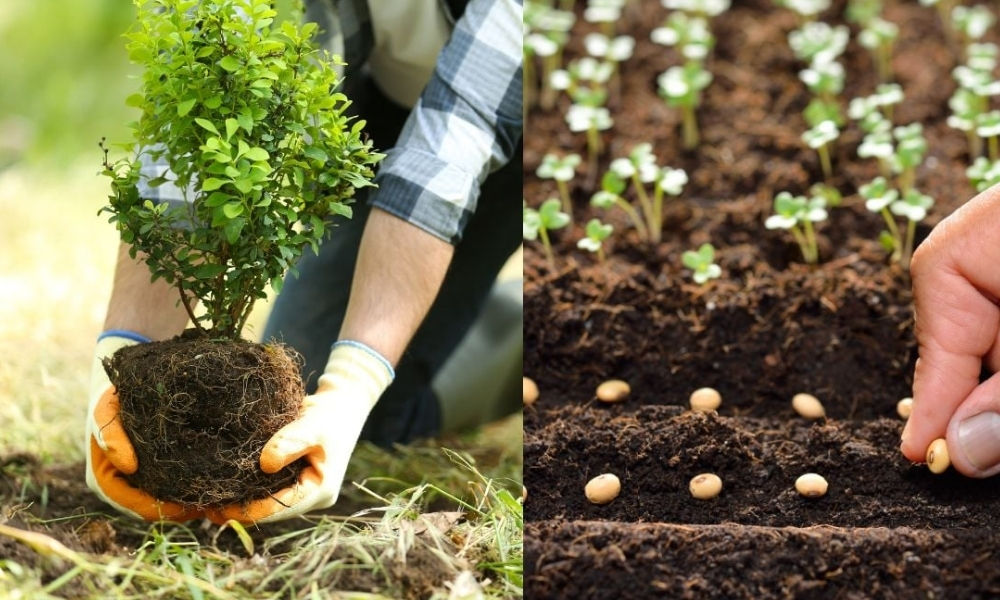 Giống cây trồng phổ biến hiện nay