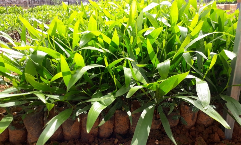 Cách chọn giống cây trồng phù hợp