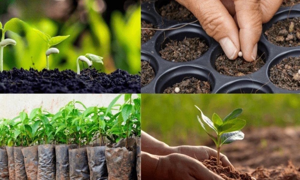 Một số phương pháp nhân giống đơn giản