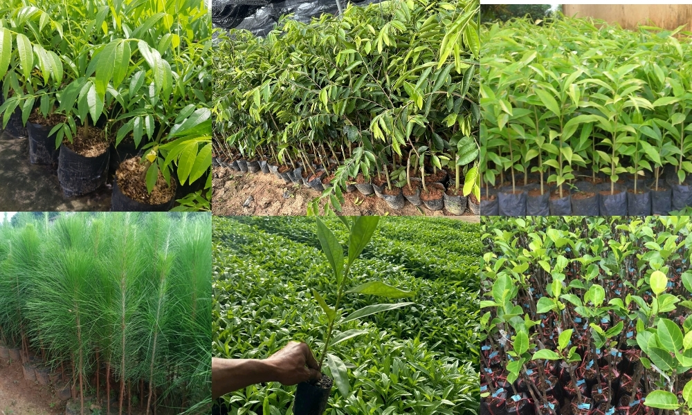 Giống cây trồng là gì? Ý nghĩa và vai trò trong nông nghiệp