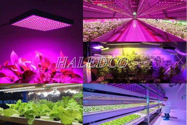Trồng cây bằng ánh sáng đèn LED là xu hướng mới trong ngành nông nghiệp