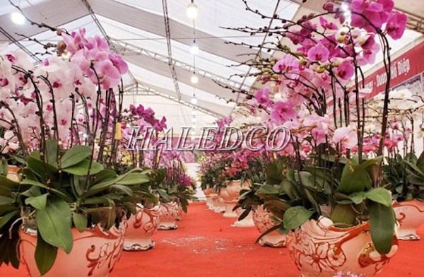 Vườn trồng hoa lan bằng ánh sáng đèn LED