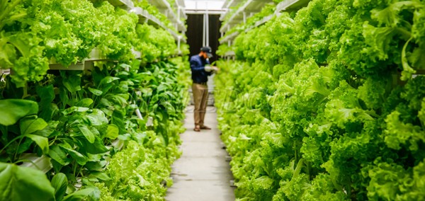 Vai trò của ánh sáng đối với trồng rau thủy canh