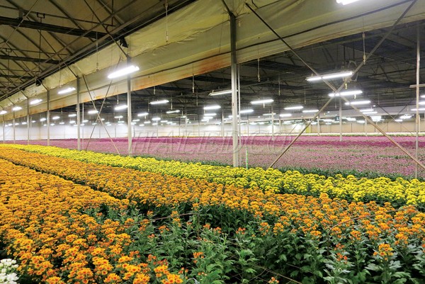 Vai trò của ánh sáng đối với trồng hoa cúc