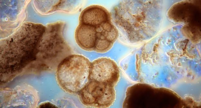 Con tàu hải quân tham gia - HMS Challenger.