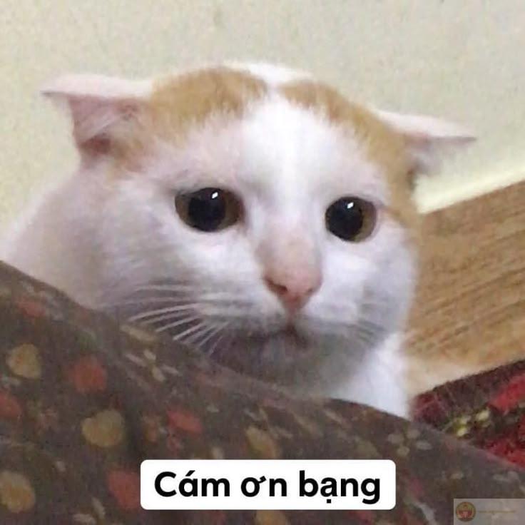 Đã lâu không cảm ơn ai, giờ thử lại xem sao