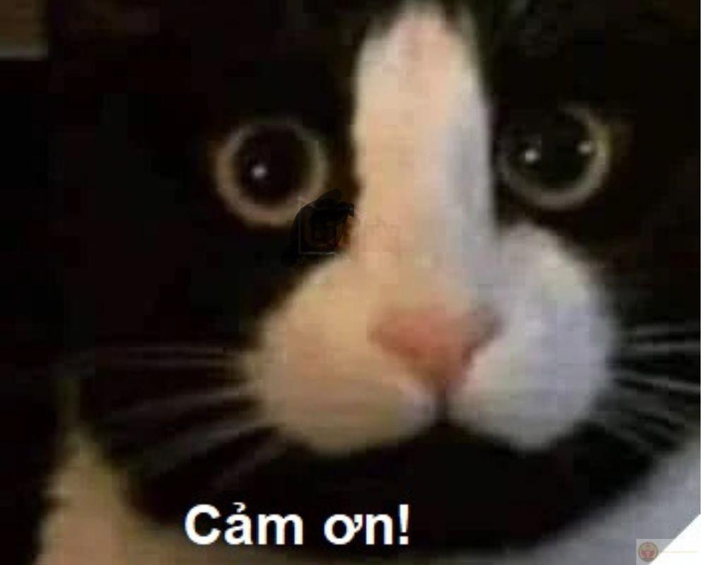 Cảm ơn vì đã ở đó, âm thầm và đủ đầy