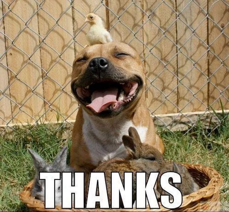 Cảm ơn vì chưa ai bắt tôi phải nghiêm túc