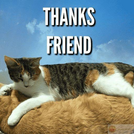 Cảm ơn như một kiểu tránh bị nghi là vô cảm