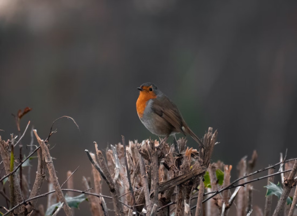 Chim Oanh Châu Âu Chim Cổ Đỏ Động Vật Có Cánh Dễ Thương