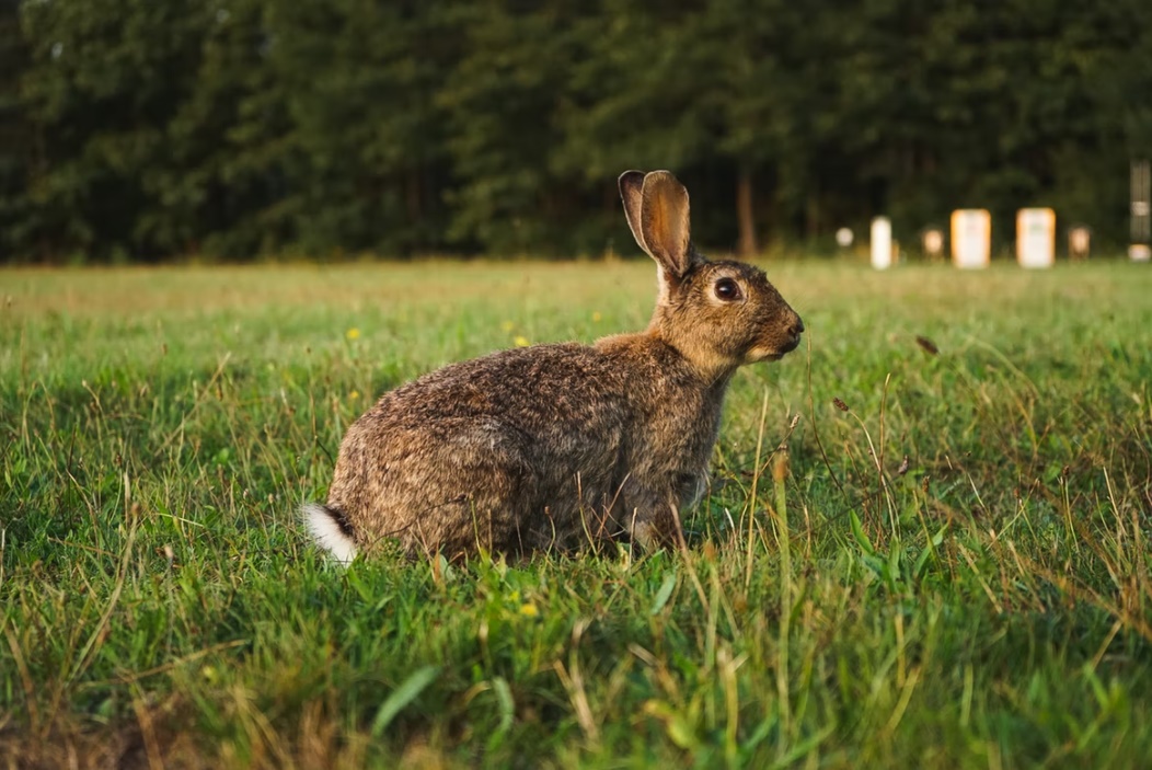 Ảnh Thỏ Châu Âu Ngộ Nghĩnh Đáng Yêu