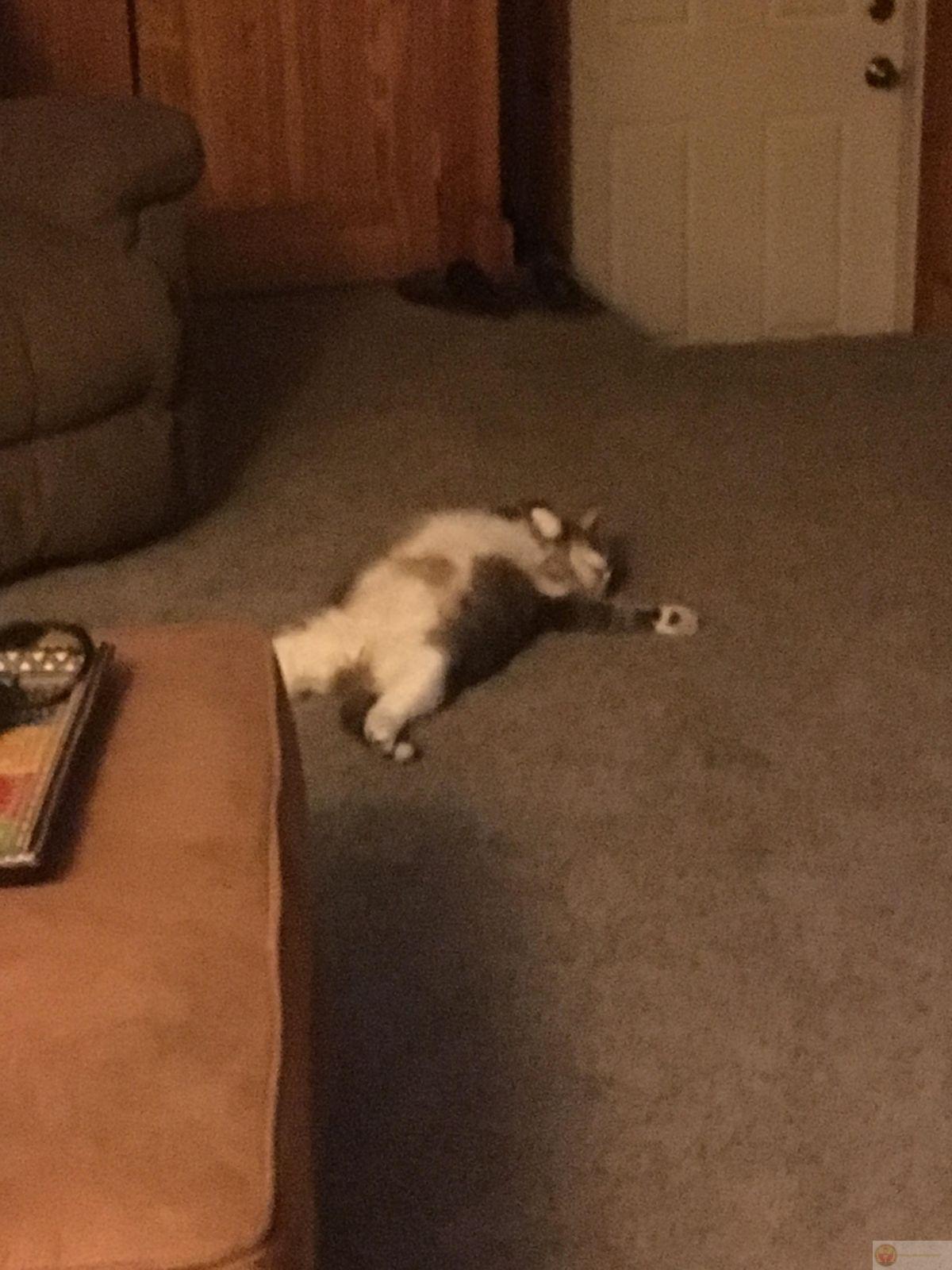 Ngủ để tạm quên deadline đang đuổi theo