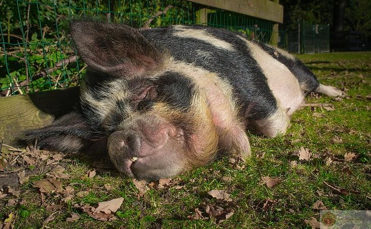 Chỉ cần gối và chăn là quên hết sự đời