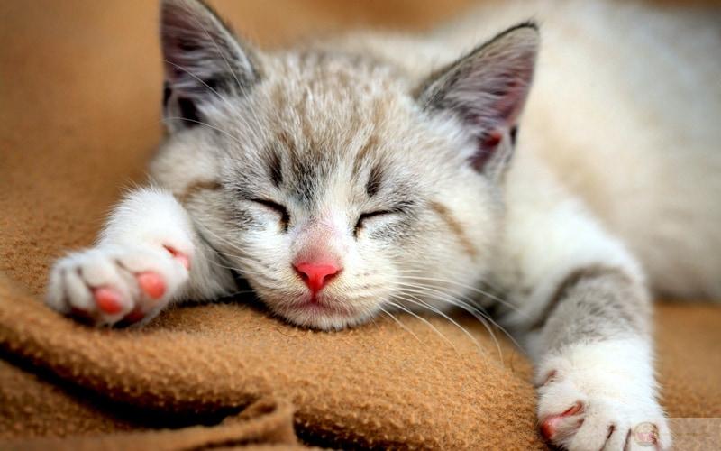 Ngủ là đỉnh cao của nghệ thuật lười biếng