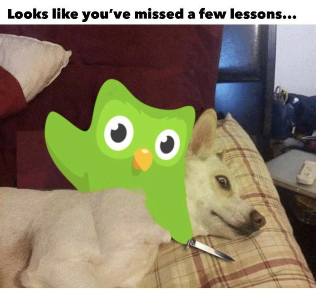 Duolingo meme khiến học tập trở nên bớt khô khan và gần gũi với người trẻ hơn