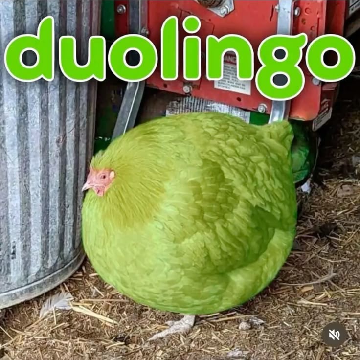 Duolingo meme mang đến sự hài hước vui nhộn trong cộng đồng học ngoại ngữ