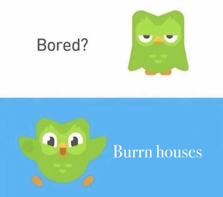 Duolingo meme trở thành nguồn cảm hứng tích cực cho những ai đang học tập