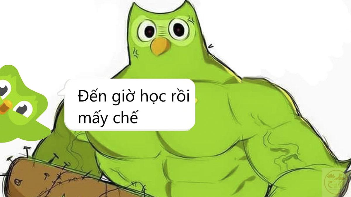 Full Duolingo Meme tiếng Việt, ảnh chế chim xanh ám ảnh