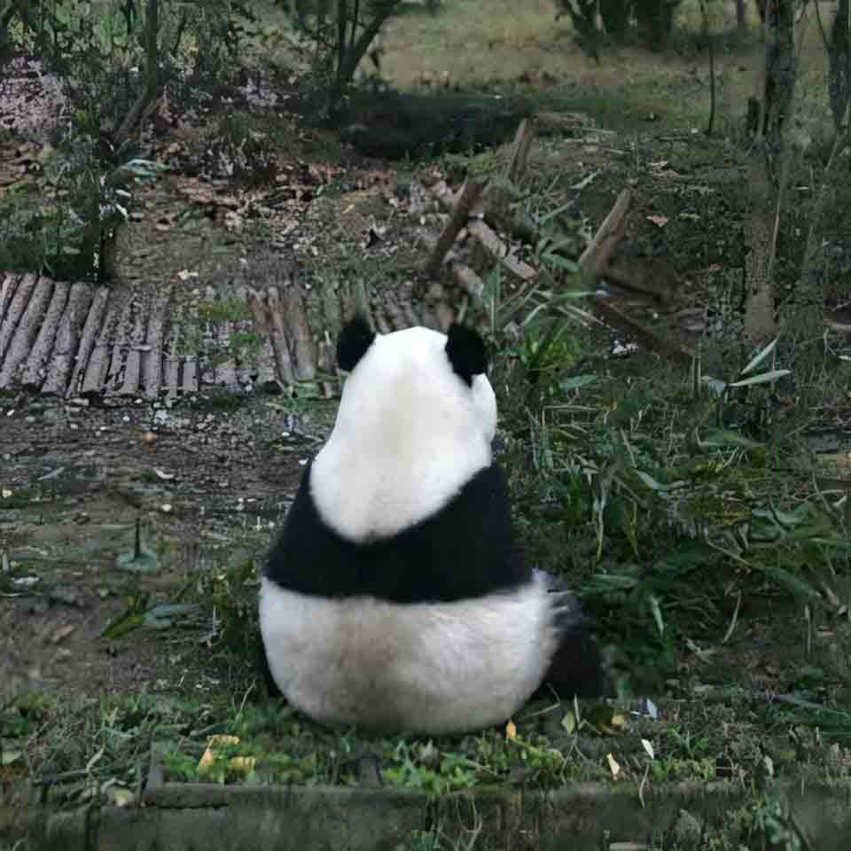 anh gau truc buon 960px 960px avatar 1