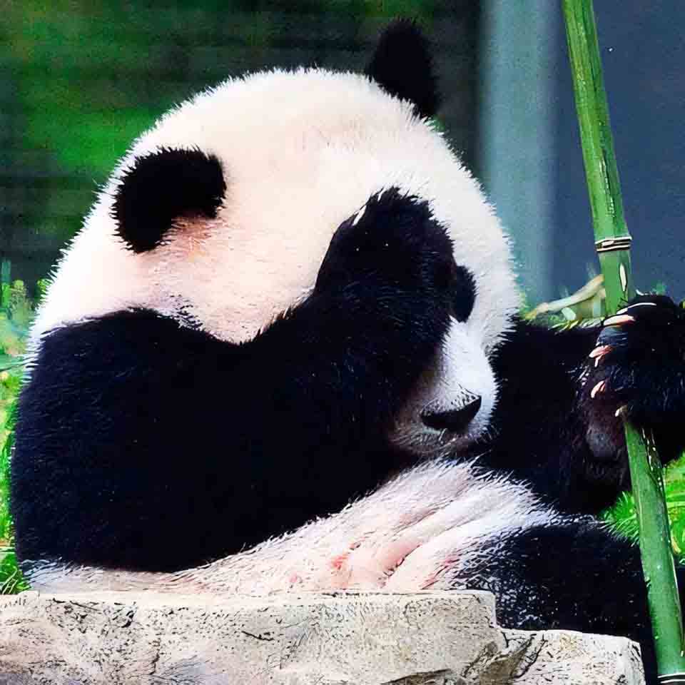 anh gau truc buon 960px 960px avatar 2