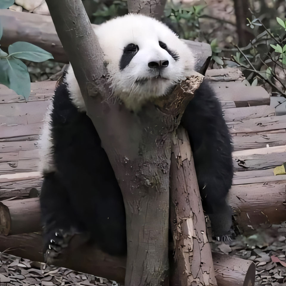 anh gau truc buon 960px 960px avatar 4