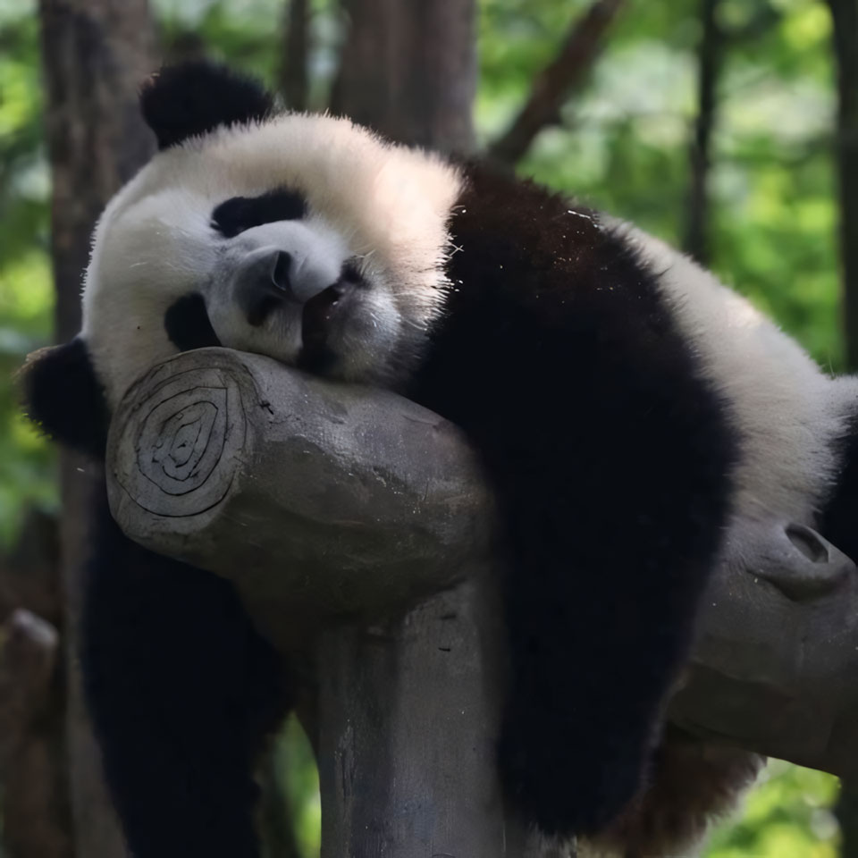 anh gau truc buon 960px 960px avatar 6