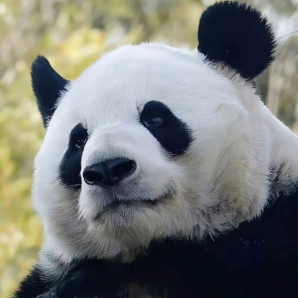 anh gau truc buon 960px 960px avatar 7