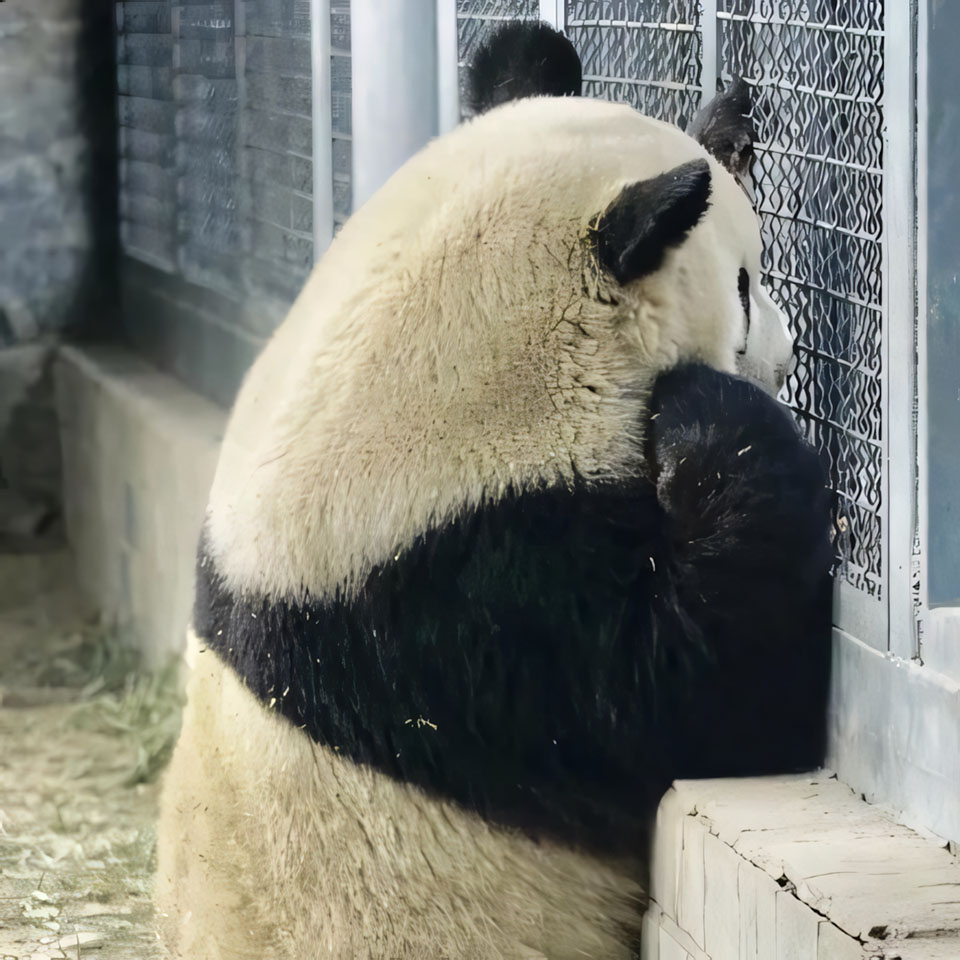 anh gau truc buon 960px 960px avatar 8