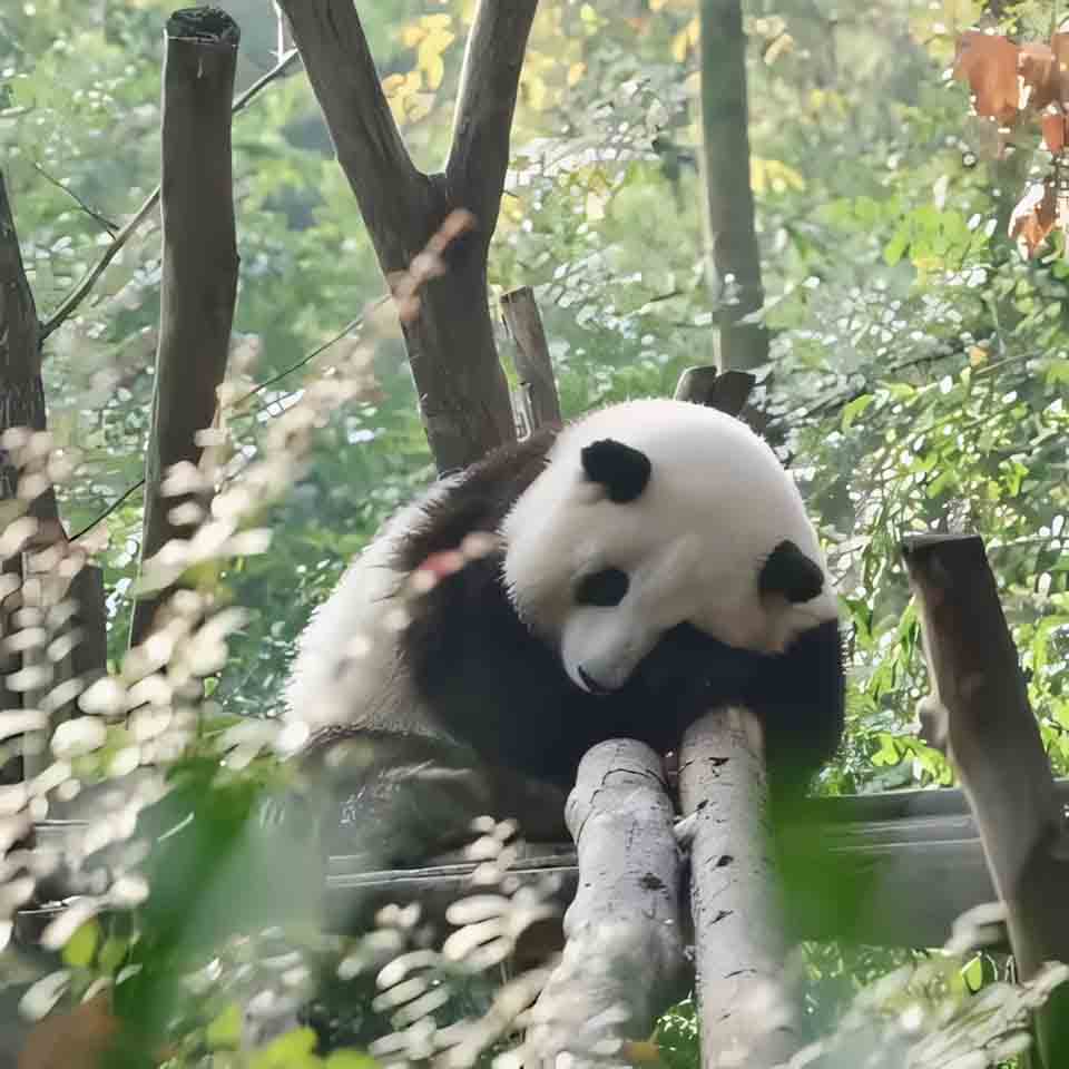 anh gau truc buon 960px 960px avatar 9