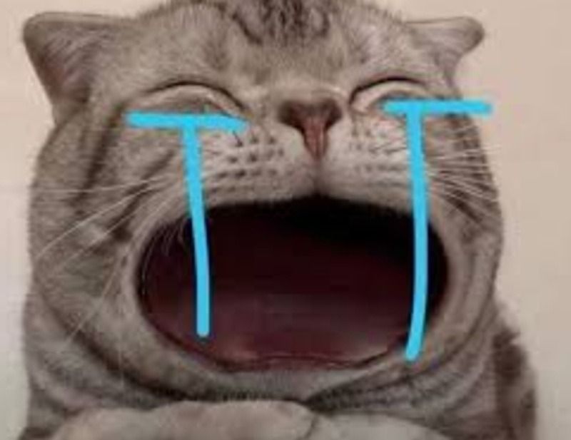 Hình ảnh động vật khóc meme