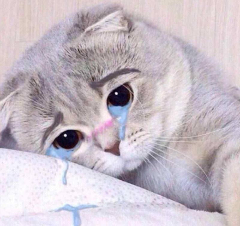 Hình ảnh động vật khóc meme