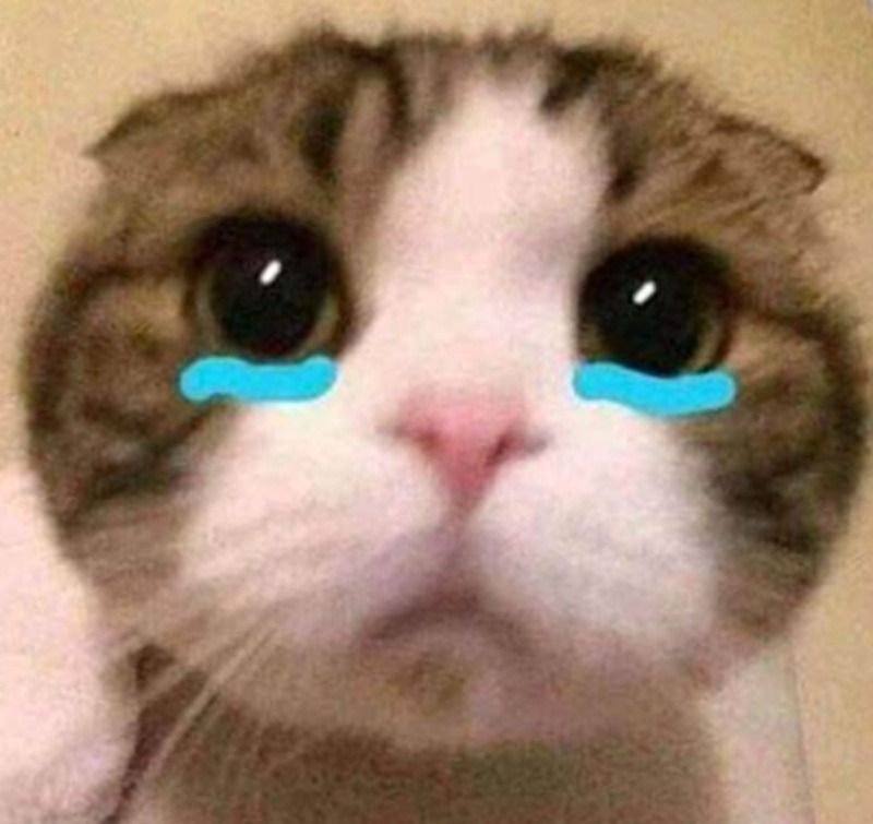 Hình ảnh động vật khóc meme
