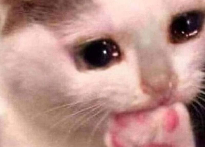 Hình ảnh động vật khóc meme