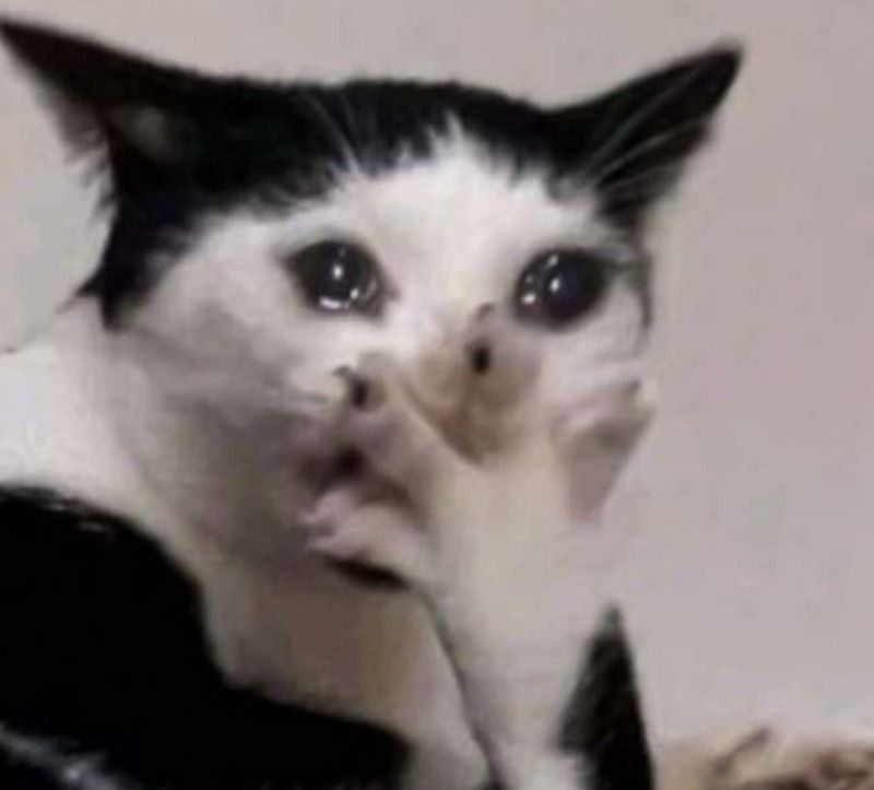 Hình ảnh động vật khóc meme