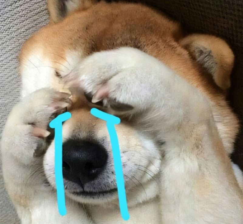 Hình ảnh động vật khóc meme