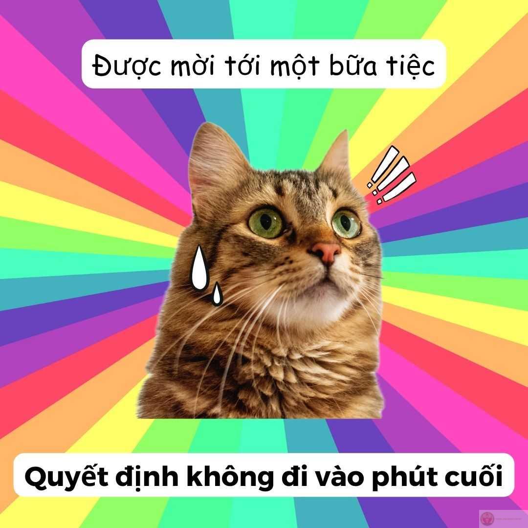 Meme nằm khóc